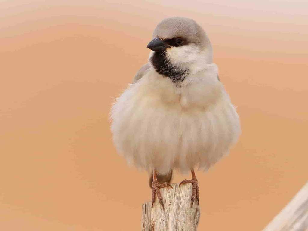 Morocco birding desert sparrow