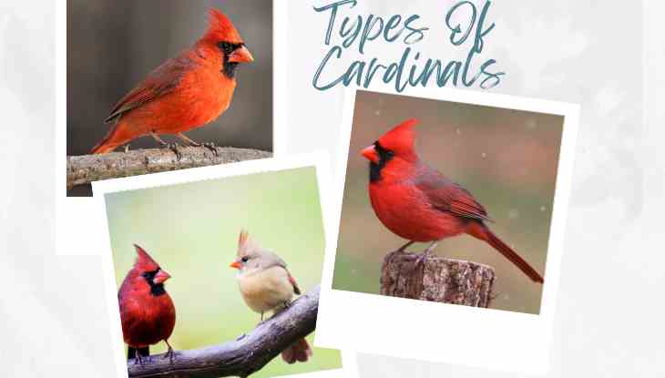 Color Differences Between Cardinals