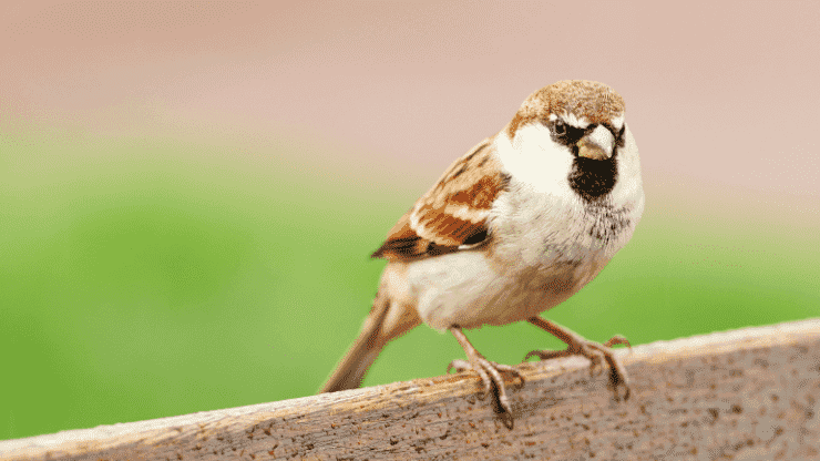 How Do Sparrow Lifespans Compare to Other Birds