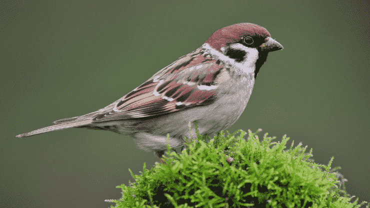 How long do sparrows live