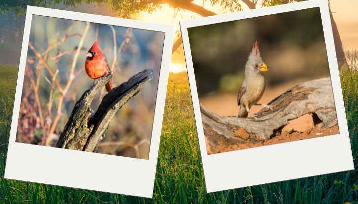 What Color are Pyrrhuloxia Cardinals