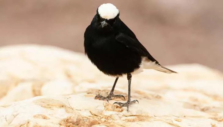 White-Crowned Wheatear