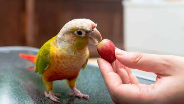 How To Feed Grapes For Birds