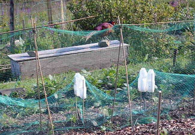 How To Stop Birds Destroying Carrots in Your Garden