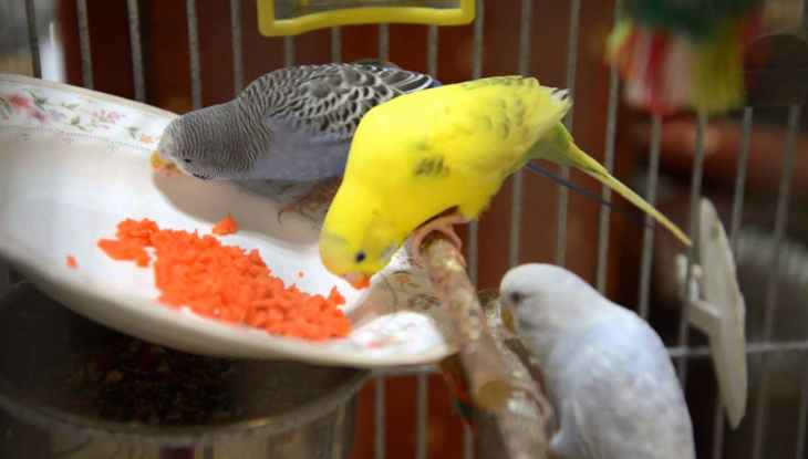 How to Prepare Carrots for Birds