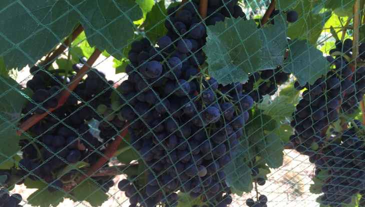 How to protect your grapevine from birds