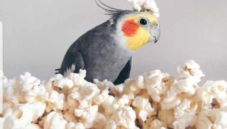 Should Birds Eat Popcorn